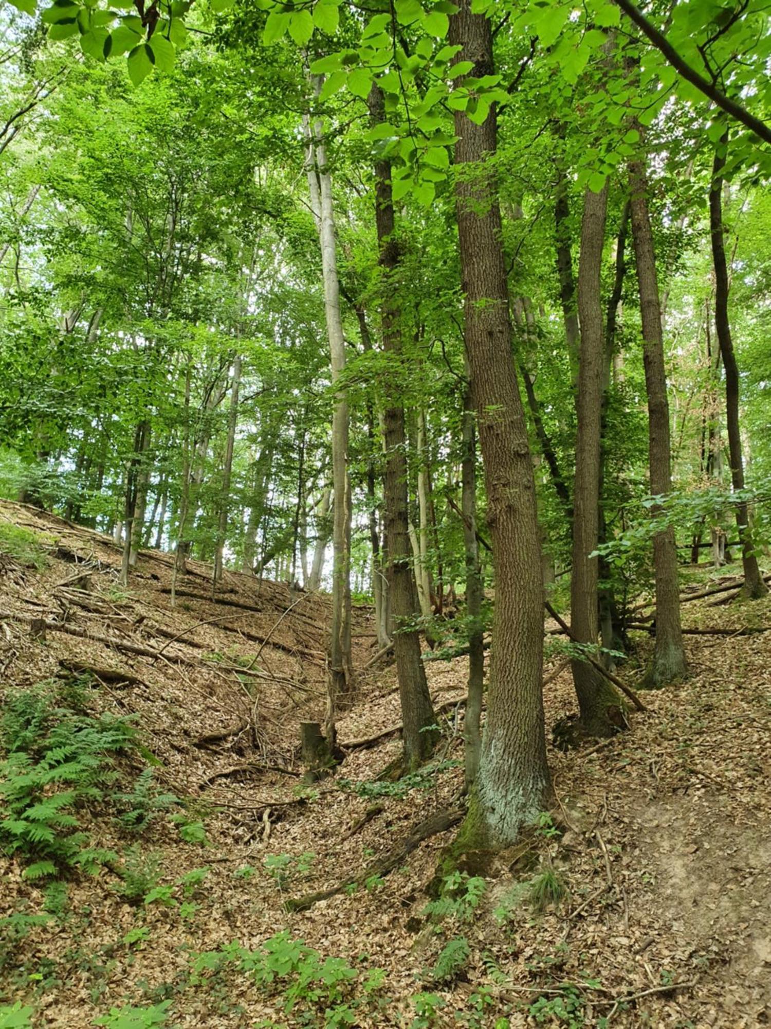 Landleben - Ferienhaus 2 Fritzlar Zewnętrze zdjęcie